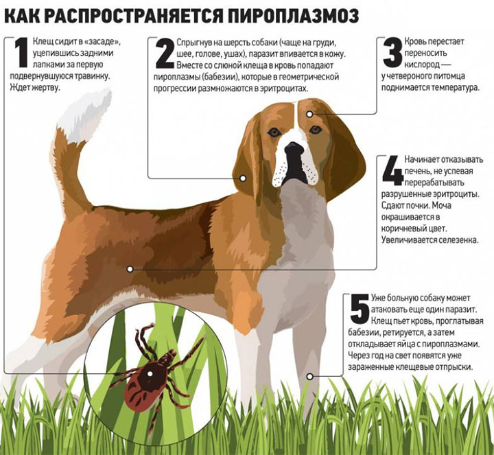как распространяется пироплазмоз