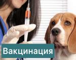 Прививки животным
